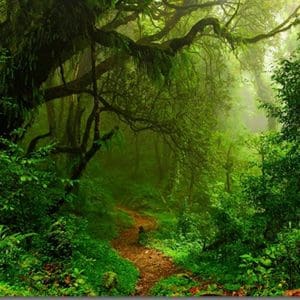 TECIDO SUBLIMA&Ccedil;&Atilde;O - PAINEL RETANGULAR - FLORESTA